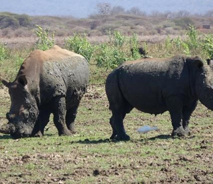 Hunting in South Africa
